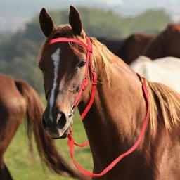 Equipamento de equitação durável cabeça de cavalo colar halter equitação brida pvc corrida de cavalos equipamento equestre cavilhas - Image 4