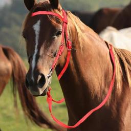 Guia de cavalo ajustável lanffle noseband náilon equino noseband rédeas para mulheres homens macio forrado trilha equitação suprimentos equestres - Image 6