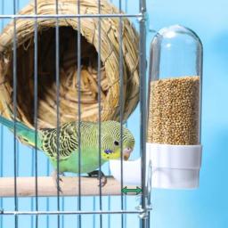 Pendurado Alimentador Pet para Esquilo, Papagaio Dispenser De Água, Bird Food Box, Gaiola Acessórios, Aves Suprimentos - Image 3