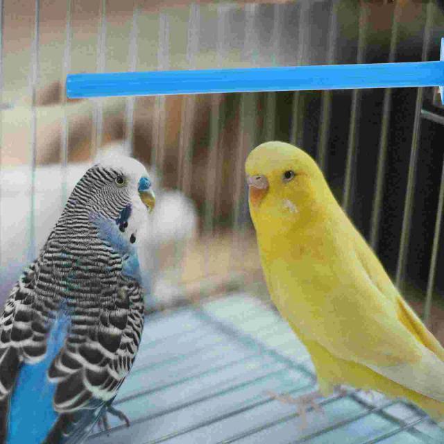 Conjunto de Gaiolas de Plástico para Pássaros com Haste, Balanço e Acessórios - Ideal para Papagaios e Budgies - 10 Peças