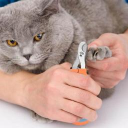 Cão cortador de unhas animais de estimação cortador de unhas e aparadores clippers para evitar o excesso de corte livre arquivo de unhas lâmina afiada ferramentas para animais de estimação - Image 5