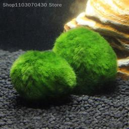 Bolas de musgo Marimo para aquário vivo, algas vegetais, peixe e camarão, ornamento de aquário, planta artificial verde, 3-4cm - Image 4