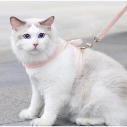 1/conjunto cão gato arreios coleira conjunto acessórios para animais de estimação kawaii anjo asa colete arnês para cães gatos personalizado gatinho filhote de cachorro suprimentos - Image 4