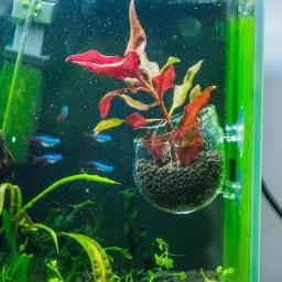 Suporte de planta de aquário suspenso ajustável, Plantador de aquário, Vaso de vidro aquático com ventosas - Image 4