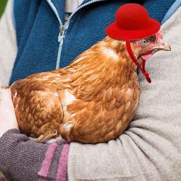 1pc capacete de frango pequeno animal de estimação capacete pássaro codorna pombo chapéu chapelaria pet pássaro capacete diy personagem dos desenhos animados capacete suprimentos para animais de estimação - Image 3