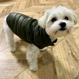 Roupas quentes de inverno para animais de estimação, jaqueta macia, colete para cães pequenos, casaco de gatinho, chihuahua, roupas de buldogue francês - Image 3