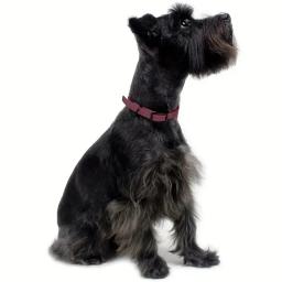 Coleiras impermeáveis de treinamento para animais de estimação, coleira de PVC, resistente a sujos, fácil limpeza, cães pequenos, médios, grandes, alta qualidade, nova moda - Image 6
