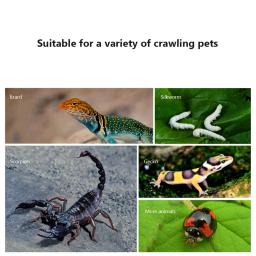 Inseto Breeding Box Terrários, Recipiente para incubação de répteis pequenos Caixa de alimentação acrílica Tanque de gaiola para escorpiões - Image 4