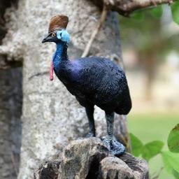 Simulação Animais selvagens Figuras de ação, Anta malaia, Ouriço, Waterbuck, Cassoar, Lêmure rufado, Rena, Aves domésticas, Coelho, Brinquedo burro - Image 3