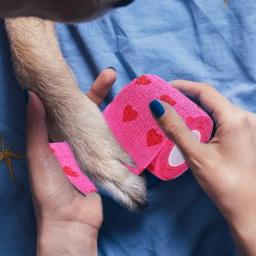 Bandagem elástica auto-adesiva para Pet, Leg Cover Protector Strap, Bandagem médica, não-tecidos, cão, gato, 2 pcs, 5 pcs, 10pcs - Image 2