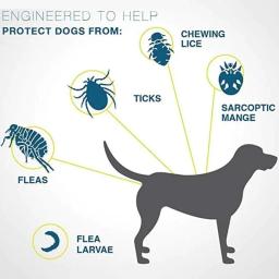 Coleira antipulgas ajustável para animais de estimação, carrapatos, mosquitos, ao ar livre, proteção de longo prazo, filhotes, gatos, cães, 8 meses, novos acessórios - Image 2