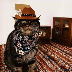 Chapéu de cowboy ajustável para animais de estimação, traje top, headwear gato, tampas de sol, suprimentos para cães pequenos e médios - Image 3