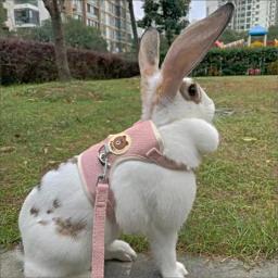 Coelho bonito Arnês e Leash Set, Bunny Pet Acessórios, Coletes, Outdoor Walking, Newest Pet Supplies - Image 1