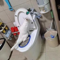 Treinador De Banheiro De Gato Reutilizável, Caixa De Areia, Treinamento De Banheiro De Gato, Instalação Simples, Artefato Aberto De Criação De Gato - Image 3