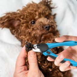 Aparadores de garras para animais, cortadores de unhas LED, ferramenta para gatos e cães, gatinhos e coelhos - Image 3