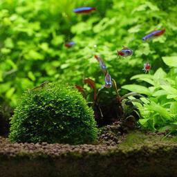 1pc aquatic suprimentos para animais de estimação decorações aquário musgo bola filtro de plantas ao vivo para java camarão tanque de peixes pet decoração do tanque de peixes - Image 5