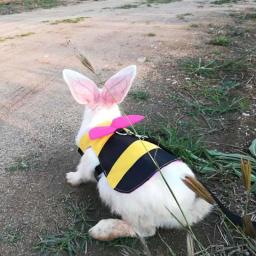 Pequeno Animal Arnês Trela Set Ajustável Arnês Macio Com Trela Elástica Para Coelhos Chinchilas Hamsters Gatos Pet Vest Roupas - Image 4