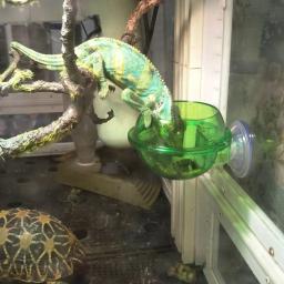 Répteis e Anfíbios Suprimentos de Alimentação, Anti-Escape Food Dish, Tigela com Ventosa, Worm Live Forragem Recipiente, Gaiola Acessórios - Image 2