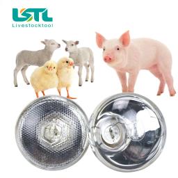 Lâmpada de aquecimento para répteis anfíbios Pet, preservação térmica, calor infravermelho Ray, Pet, gado, animais, 100 W, 150 W, 200 W, 275W, 220V - Image 5