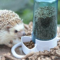 Alimentador automático do alimento do animal de estimação, alimentador de água, bacia do frasco, distribuidor do hamster, coelho, pássaro, alimentação animal pequena - Image 5