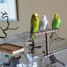 Papagaios De Madeira Natural Swing Toy, Contas Coloridas, Suprimentos De Pássaros, Sinos, Poleiro, Gaiola De Balanços Pendurados Para Animais De Estimação, 1Pc - Image 1