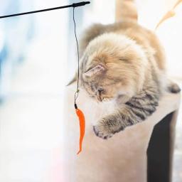 20-100 pçs gato pena brinquedo pena teaser vara varinha pet retrátil pena sino recarga substituição coletor produto para gatinho - Image 6