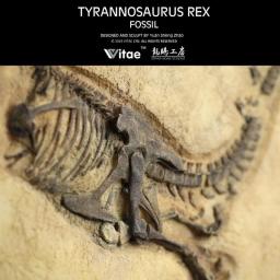 Vitae dinossauro jurássico original coleção fóssil modelo tyrannosaurus rex decoração de parede - Image 4