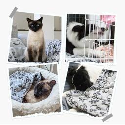 Manta fofa macia para animais de estimação, Quente e confortável, Tapete bonito dos desenhos animados, Pet Bed, Adequado para gatos e cães - Image 2