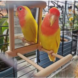 Brinquedo Interativo De Madeira Para Papagaio Pequeno, Espelho De Pássaro, Poleiro, Periquito, Periquito, Calopsita, Conure, Inseparável, Gaiola Acessórios - Image 3