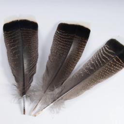 Penas naturais de peru para artesanato, performance de palco, decoração de fantasias, jóias DIY, acessórios vaso, 25-30cm, 10pcs - Image 1