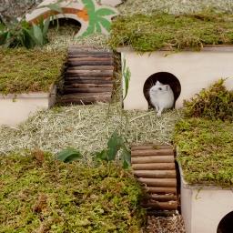 Natural Moss Mat Hamster Cage, Moss Terrace, Paisagismo Suprimentos, Pequenos Acessórios Pet, Tapete Multi-room - Image 3