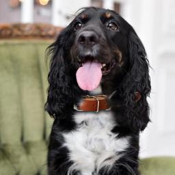 Cão rolado colar de couro ajustável metal fivela coleiras para cães suprimentos para animais de estimação coleiras para cães médio e grande presente para cão - Image 4