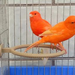 Plastic Bird Bath Stand para Budgies, Banheira Parrot, Pet Shower, Caixa de banho Parrot, Poleiro Acessórios - Image 6