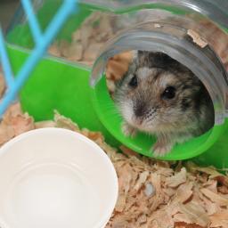 Alimentador De Hamster De Cerâmica Para Cobaia, Prato para Hamster, Tigela De Alimentação - Image 6
