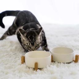 Tigela de cerâmica com suporte de madeira para animais, tigelas para cachorro, interior para gatos e cães pequenos - Image 6