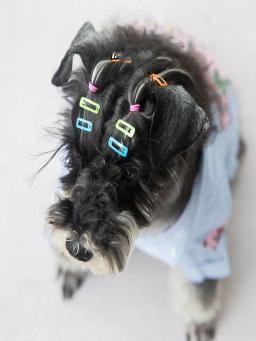 Bandas De Borracha Coloridas Pet, cão pequeno Suprimentos, produtos De Cabelo Elástico, Grooming Acessórios - Image 5