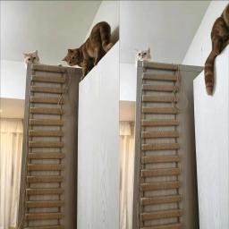 Corda de sisal ou escada de madeira para gato, escalada, jogando ponte, móveis internos e externos, suprimentos para gatos, 50cm, 100cm - Image 4