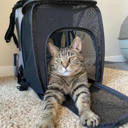 Expansível Pet Carrier Mochila para Cães e Gatos, Malha Respirável, Saco Dobrável, Sob 18 lb - Image 4