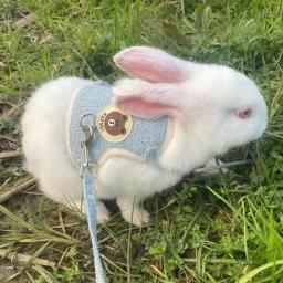 Coelho bonito Arnês e Leash Set, Bunny Pet Acessórios, Coletes, Outdoor Walking, Newest Pet Supplies - Image 5