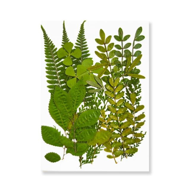 Flores secas planta natural real prensada flor para resina epóxi enchimento diy chaveiro pingente molde de silicone jóias fazendo artesanato