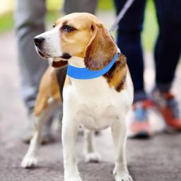 Colar de gelo ajustável Bandana de gelo para animais de estimação, Colar para cães, Colar de gelo fresco verão - Image 2