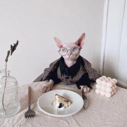 Roupa estilo britânico para casais, roupa de gato sem pêlos, camisa para gatos, Devon Rex, maré, nova, outono e inverno - Image 2