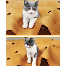 Brinquedo interativo do jogo para o treinamento do animal de estimação, Saco do túnel do gato, Tubo do jogo, Cama divertida, Treinamento do gato - Image 5