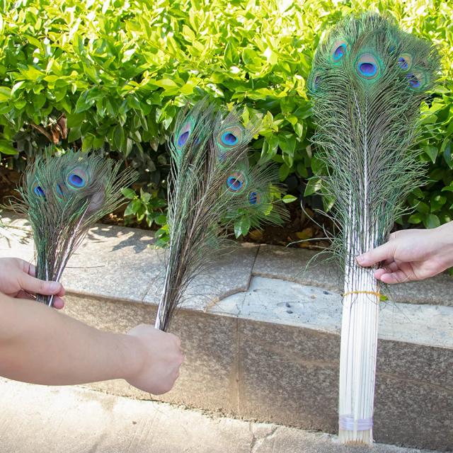 Conjunto de 10 penas de pavão naturais para decoração, vaso, ornamento e acessórios DIY