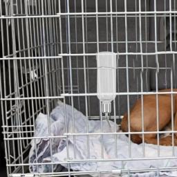 Alimentador Automático para Animais Pequenos, Distribuidor de água, Chaleira Pendurada Garrafa, Cat Food Glass - Image 6
