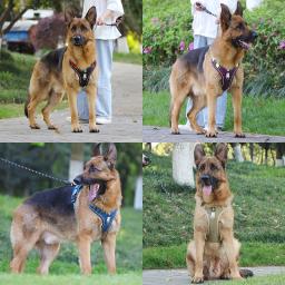 Colete de arnês reflexivo para cães, Correias de segurança ajustáveis para cães médios e grandes, Arneses ambulantes, Buldogue Francês - Image 3