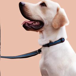 Colarinho Refletivo de Nylon para Animais de Estimação, Coleira Ajustável, Coleira de Cachorro, Suprimentos para Manga de Gato, Opcional Multicolorido, Acessórios, 1Pc - Image 2