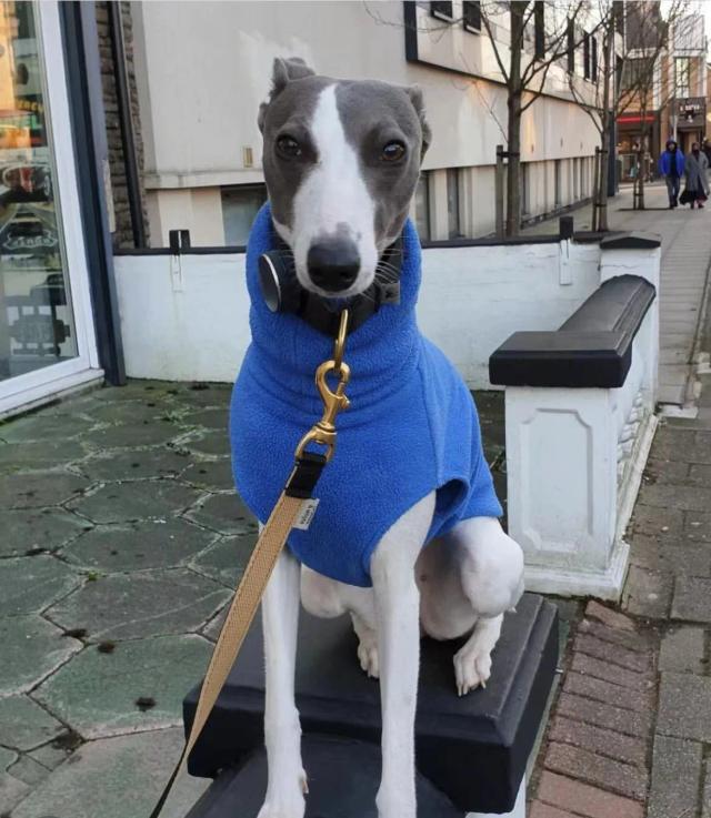 Colete de Veludo para Whippets com Gola Alta - Roupa Quente para Galgos Italianos no Inverno