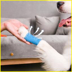 10 rolos profissional cão de estimação gato auto adesivo elástico ferida curativo 4.5m comprimento gaze não tecido casa clínica suprimentos - Image 3