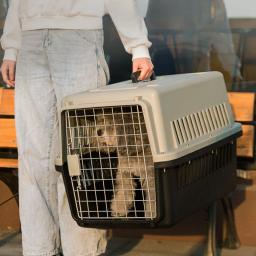 Viagem ao ar livre transporte portátil pet gaiolas, gato e cão portador caixa, produto pet para cachorro e gatinho - Image 6